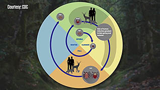 Tick Bite Prevention And Response - Image 3