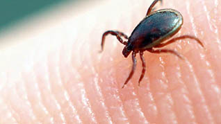 Tick Bite Prevention And Response - Image 4